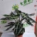 120＃小仙女海芋大小如图，品质保证，1件24盆
