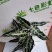 120＃小仙女海芋大小如图，品质保证，1件24盆