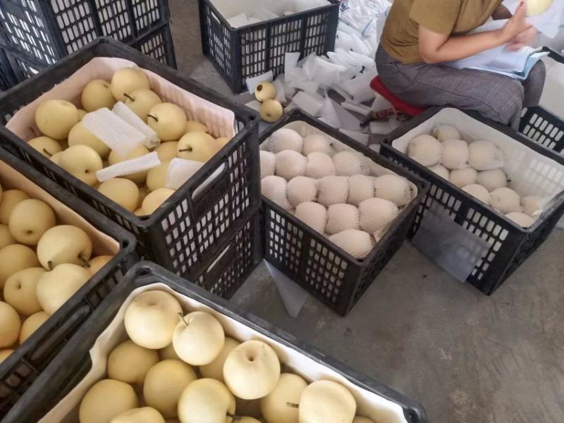 万亩皇冠梨，翠玉，元皇梨等基地，脆甜汁多口感好
