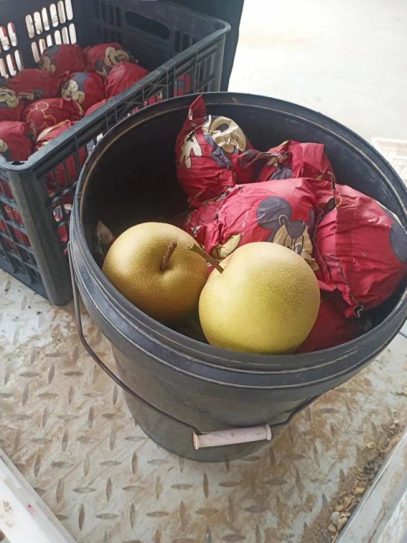 万亩皇冠梨，翠玉，元皇梨等基地，脆甜汁多口感好