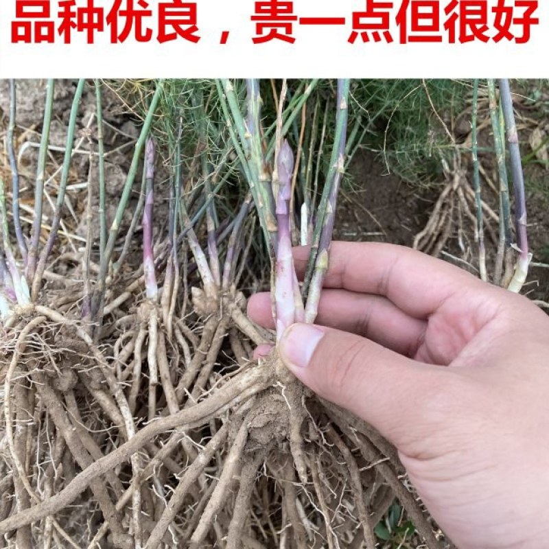 紫色芦笋苗根粗苗壮抗病性强适宜四季栽培可盆栽