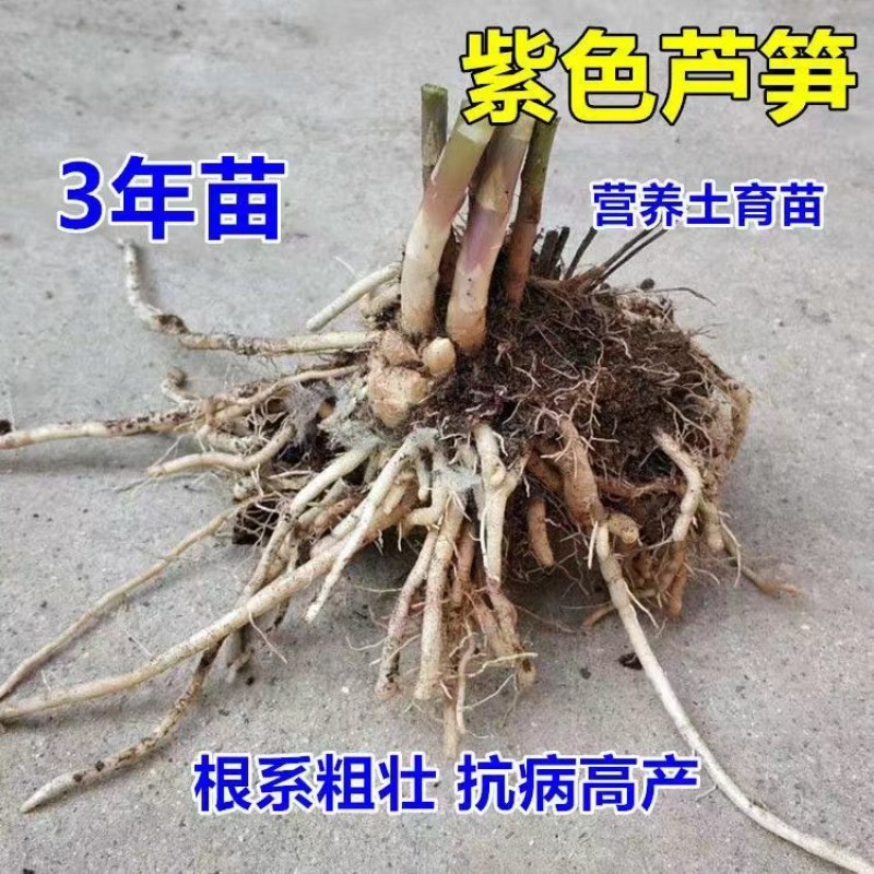 紫色芦笋苗根粗苗壮抗病性强适宜四季栽培可盆栽