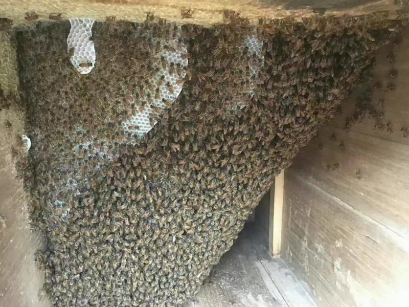 深山土蜂蜜