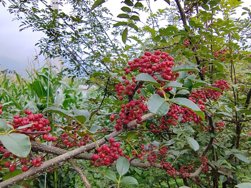 花椒
