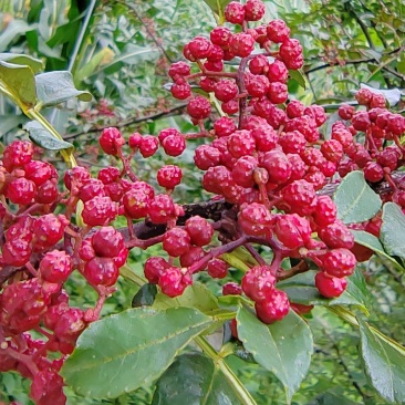 花椒