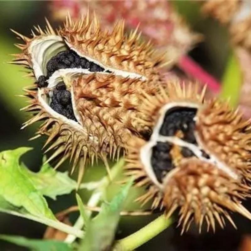 野生草药曼陀螺花茄科胡茄花喇叭花自然晒干无硫磺