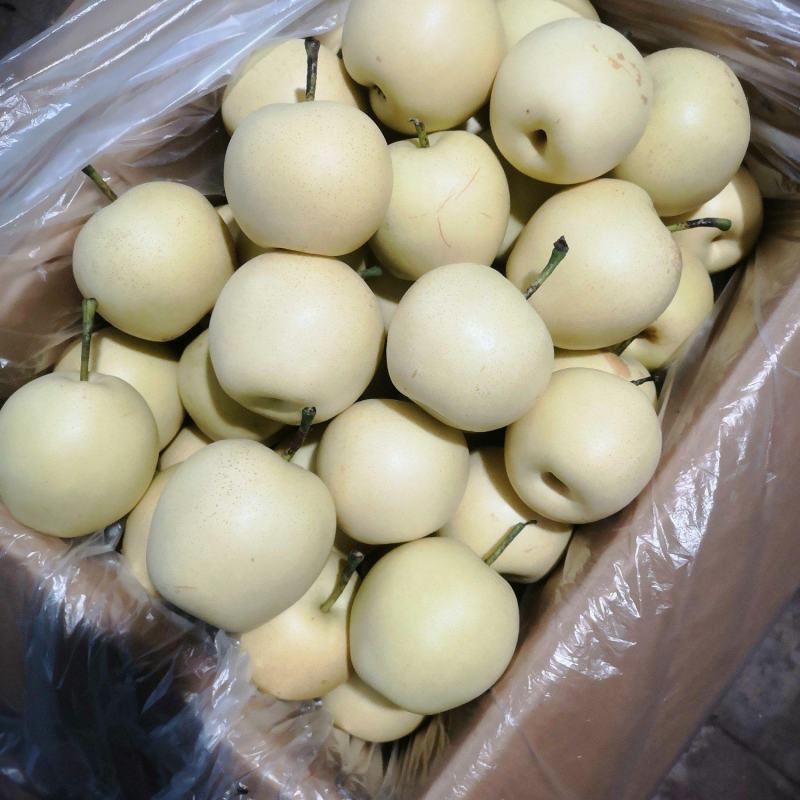河北深州黄冠梨大量上市了，有想法的老板连系