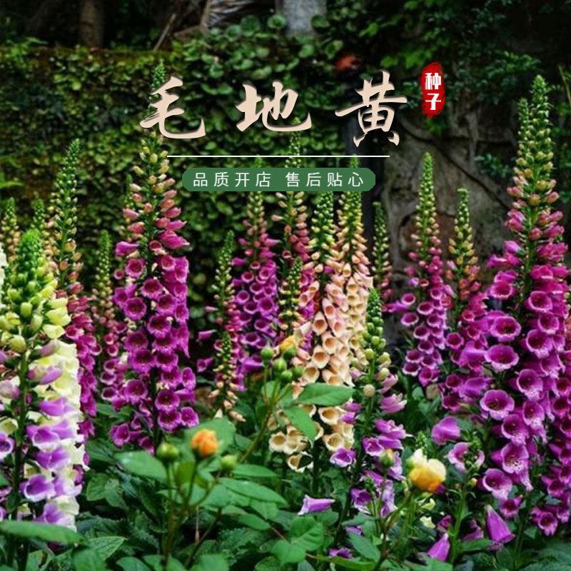 毛地黄种子混色四季易种趣味观赏盆栽花多年生花园花境花