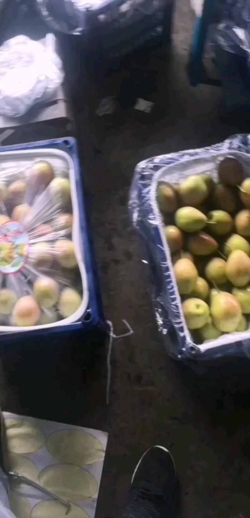 河北深州红香酥梨大量上市了对接电商市场等各类客户