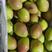 河北深州红香酥梨大量上市了对接电商市场等各类客户