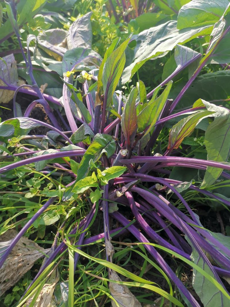 早熟红菜苔种子紫菜苔菜薹红菜心种籽秋冬高产耐寒
