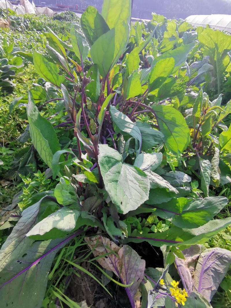 早熟红菜苔种子紫菜苔菜薹红菜心种籽秋冬高产耐寒