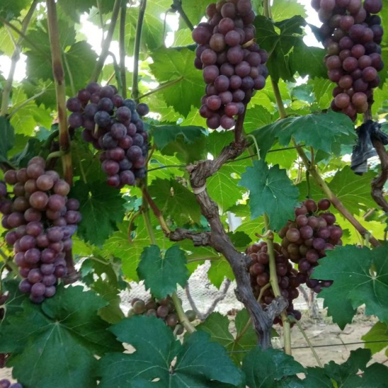 常年代办各种葡萄收购夏黑巨峰红宝石