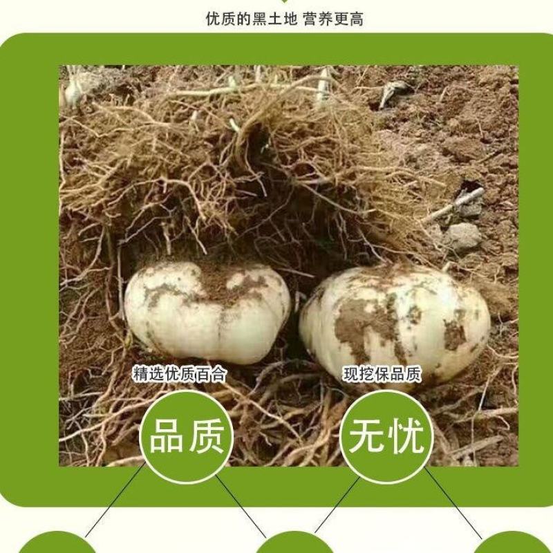 甘肃兰州新鲜甜百合现挖甜百合兰州百合百合产地直发量大从优
