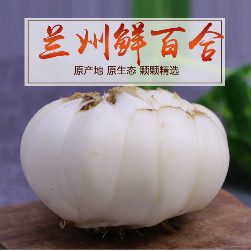 甘肃兰州新鲜甜百合现挖甜百合兰州百合百合产地直发量大从优