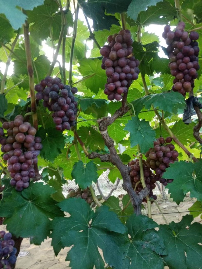 常年代办各种葡萄收购夏黑巨峰红宝石