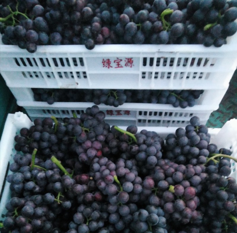 常年代办各种葡萄收购夏黑巨峰红宝石
