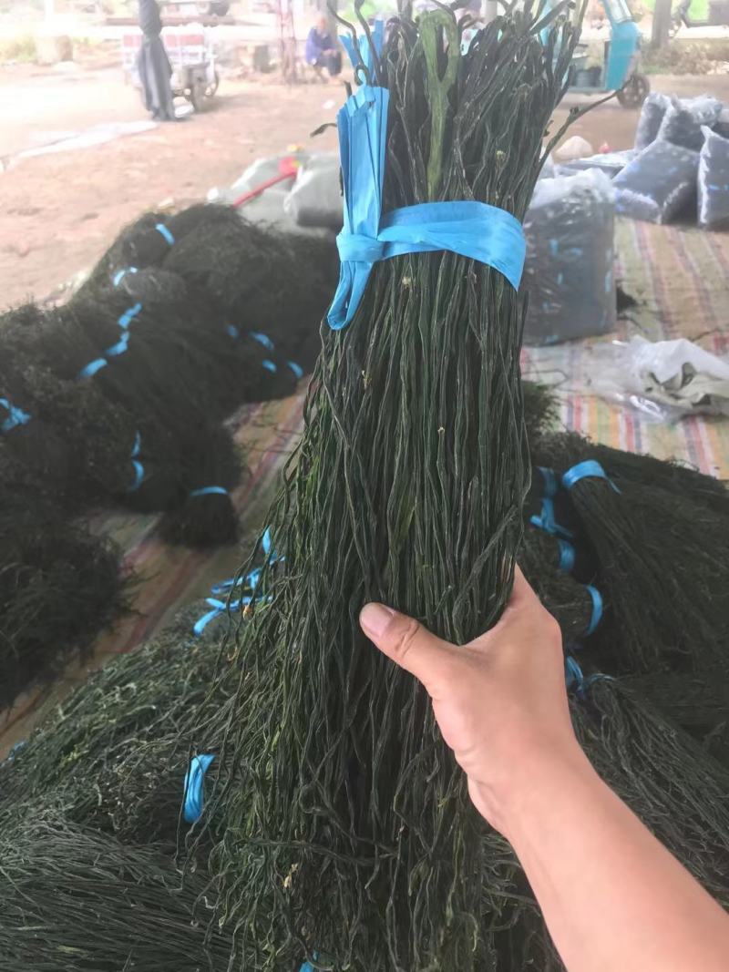 干豆角，精品干豆角大量供应，质量保证产地供应，干豆角，，