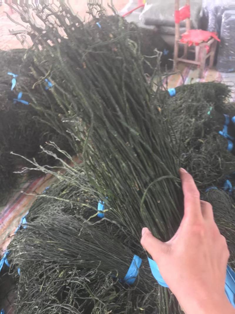 干豆角，精品干豆角大量供应，质量保证产地供应，干豆角，，