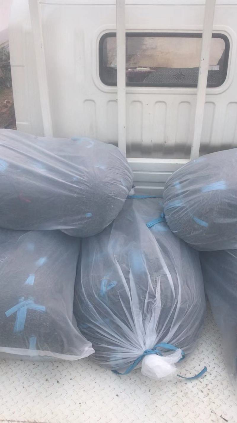 干豆角，精品干豆角大量供应，质量保证产地供应，干豆角，，