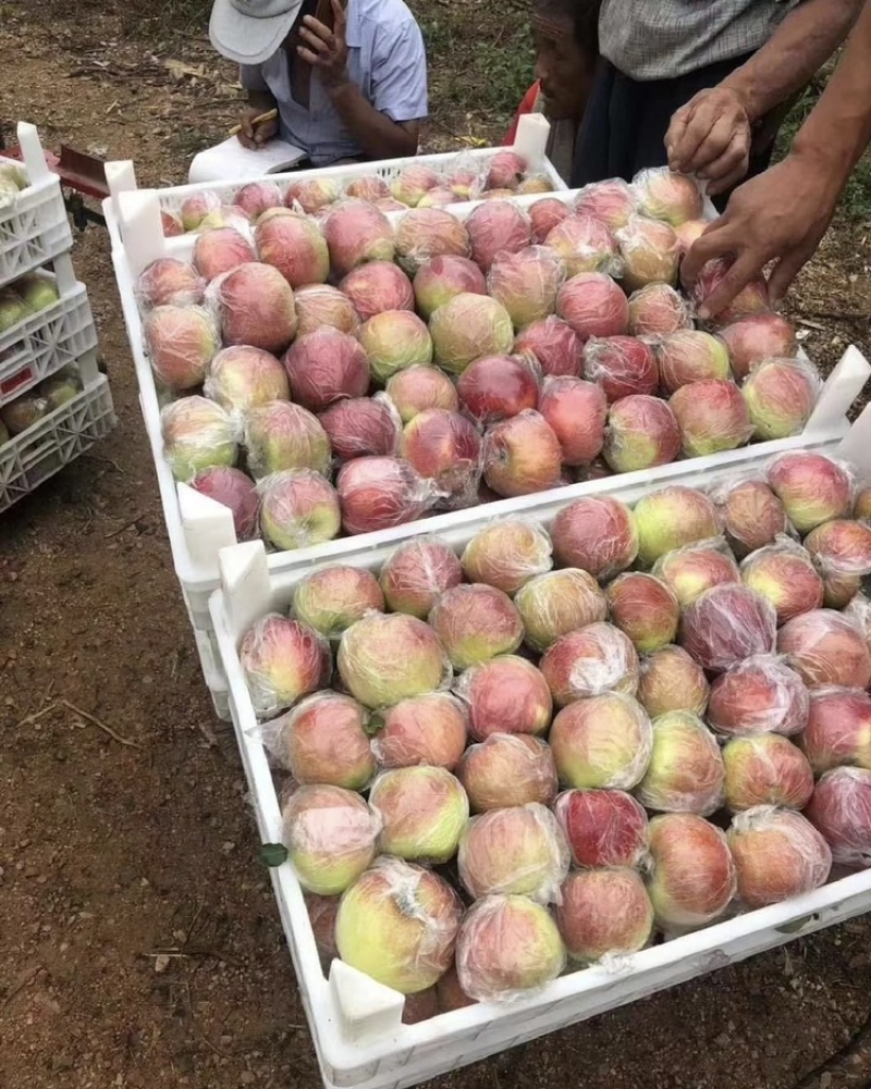 【热销】红露苹果冰糖心苹果美八苹果产地大降价