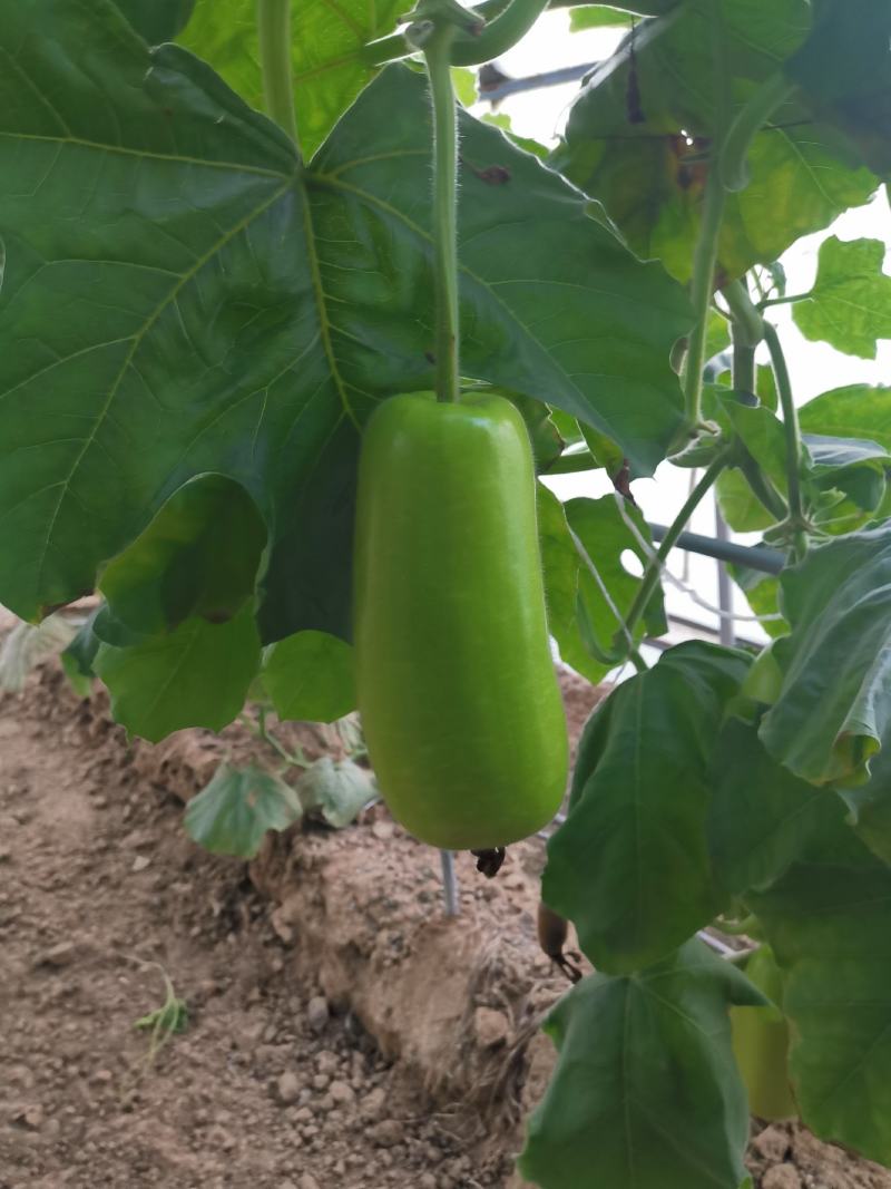 瓠瓜种子早熟短瓠子抗病强高产菜葫芦春秋种植