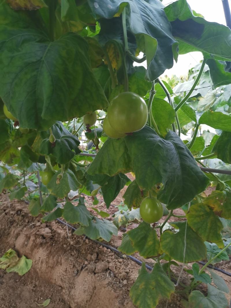苹果瓠瓜种籽短瓠瓜种子菜葫芦小瓠子早熟抗病强
