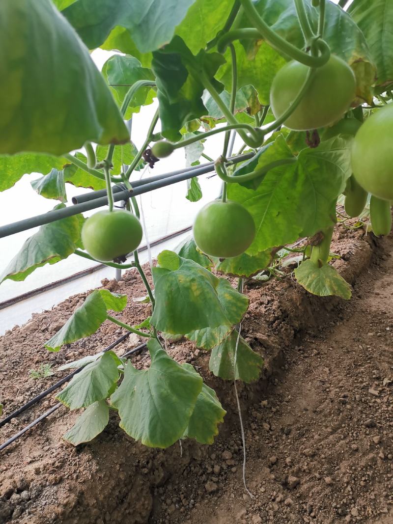 苹果瓠瓜种籽短瓠瓜种子菜葫芦小瓠子早熟抗病强