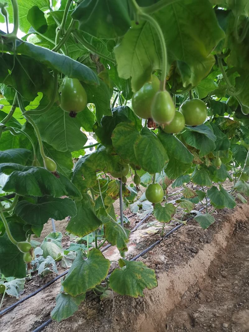 苹果瓠瓜种籽短瓠瓜种子菜葫芦小瓠子早熟抗病强