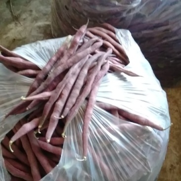 架豆，紫豆大量上市有许要的老板连系