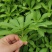 救心菜种苗高钙菜基地发货费菜现挖成活率高景天三七