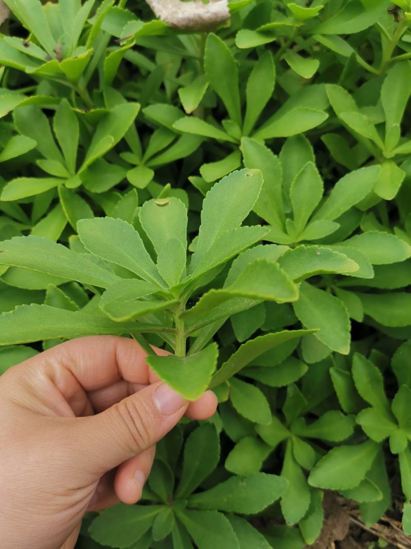 救心菜种苗高钙菜基地发货费菜现挖成活率高景天三七