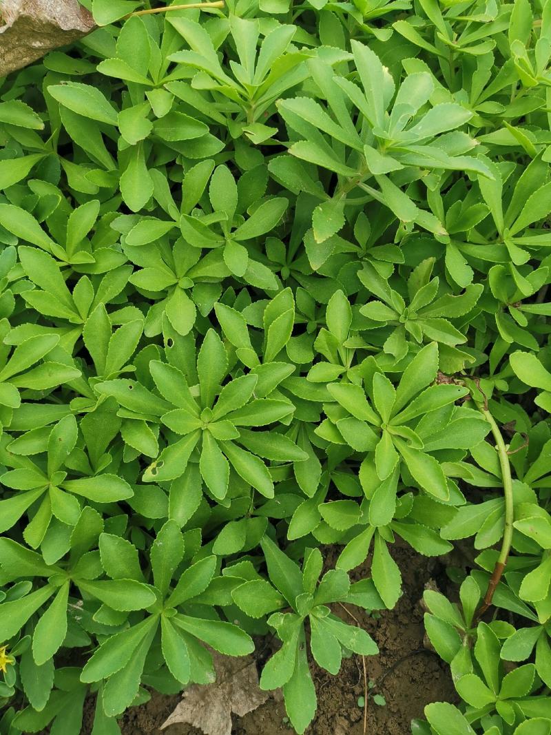 救心菜种苗高钙菜基地发货费菜现挖成活率高景天三七