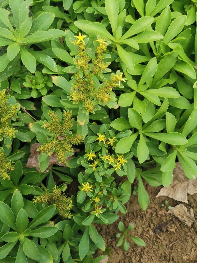 救心菜种苗高钙菜基地发货费菜现挖成活率高景天三七