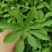救心菜种苗高钙菜基地发货费菜现挖成活率高景天三七
