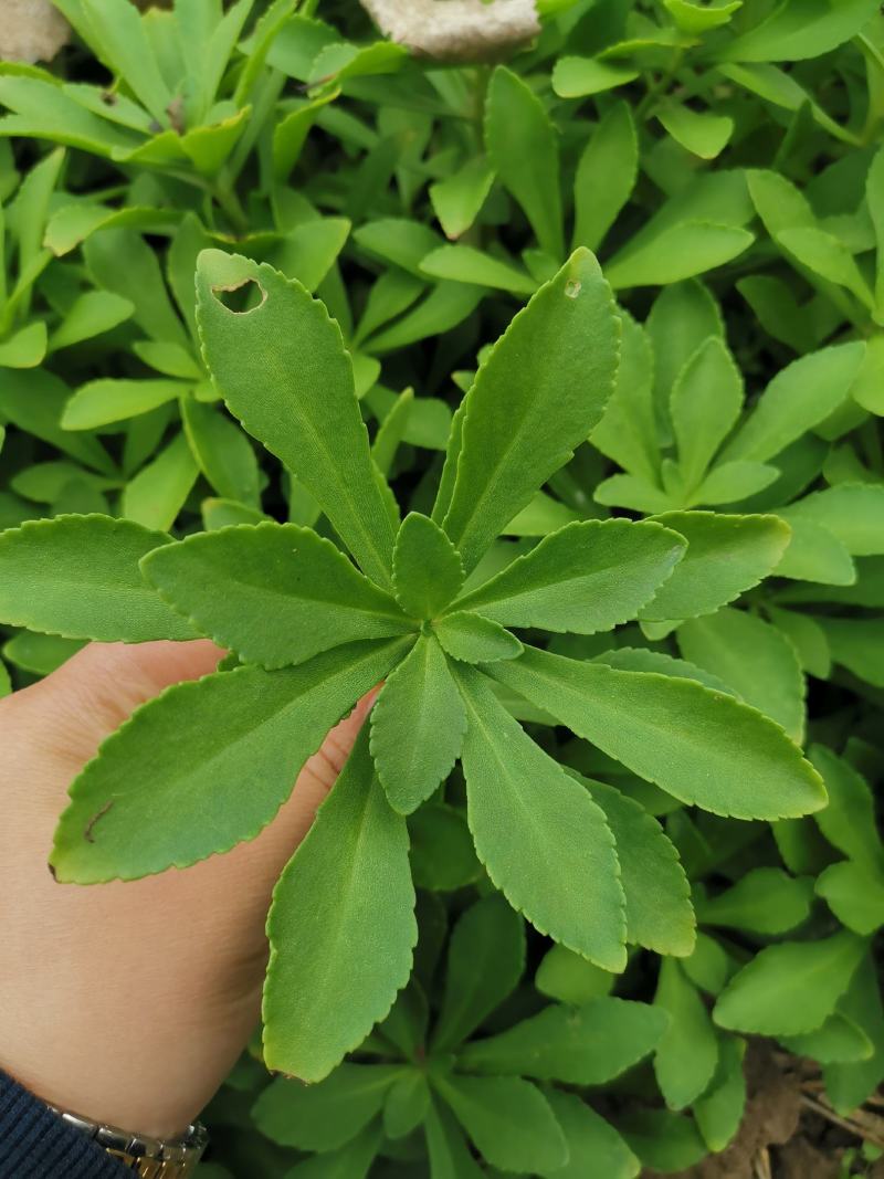 救心菜种苗高钙菜基地发货费菜现挖成活率高景天三七