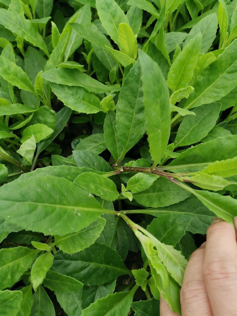 三七苗种苗富贵菜易种植好管理白背三七多年生