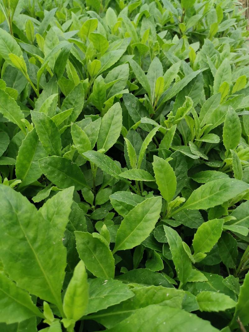 三七苗种苗富贵菜易种植好管理白背三七多年生