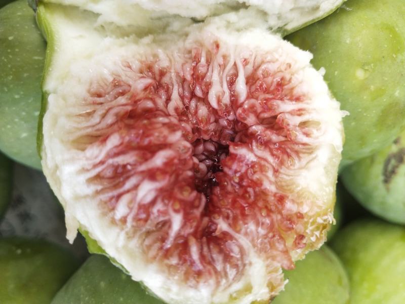 山东威海荣成青皮无花果大量上市中一件代发厂子果代办冻果