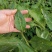 枸杞叶苗大叶食用枸杞苗四季适合南北方种植成活率高