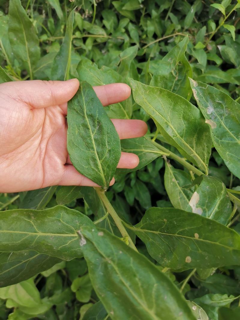 枸杞叶苗大叶食用枸杞苗四季适合南北方种植成活率高