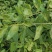 枸杞叶苗大叶食用枸杞苗四季适合南北方种植成活率高