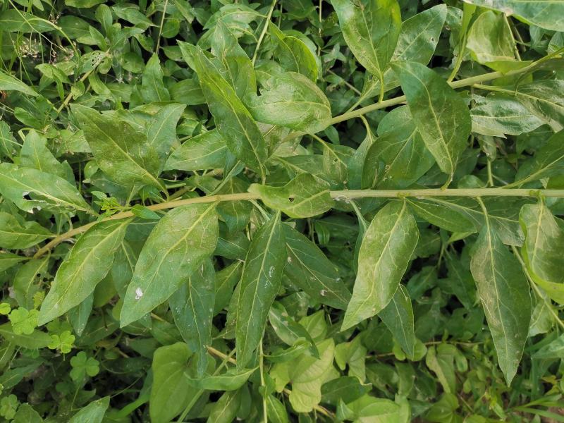 枸杞叶苗大叶食用枸杞苗四季适合南北方种植成活率高