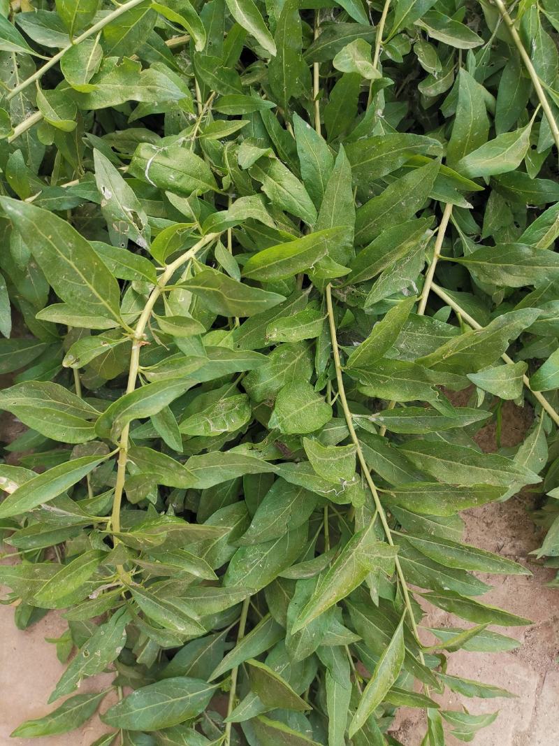 枸杞叶苗大叶食用枸杞苗四季适合南北方种植成活率高