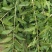 枸杞叶苗大叶食用枸杞苗四季适合南北方种植成活率高