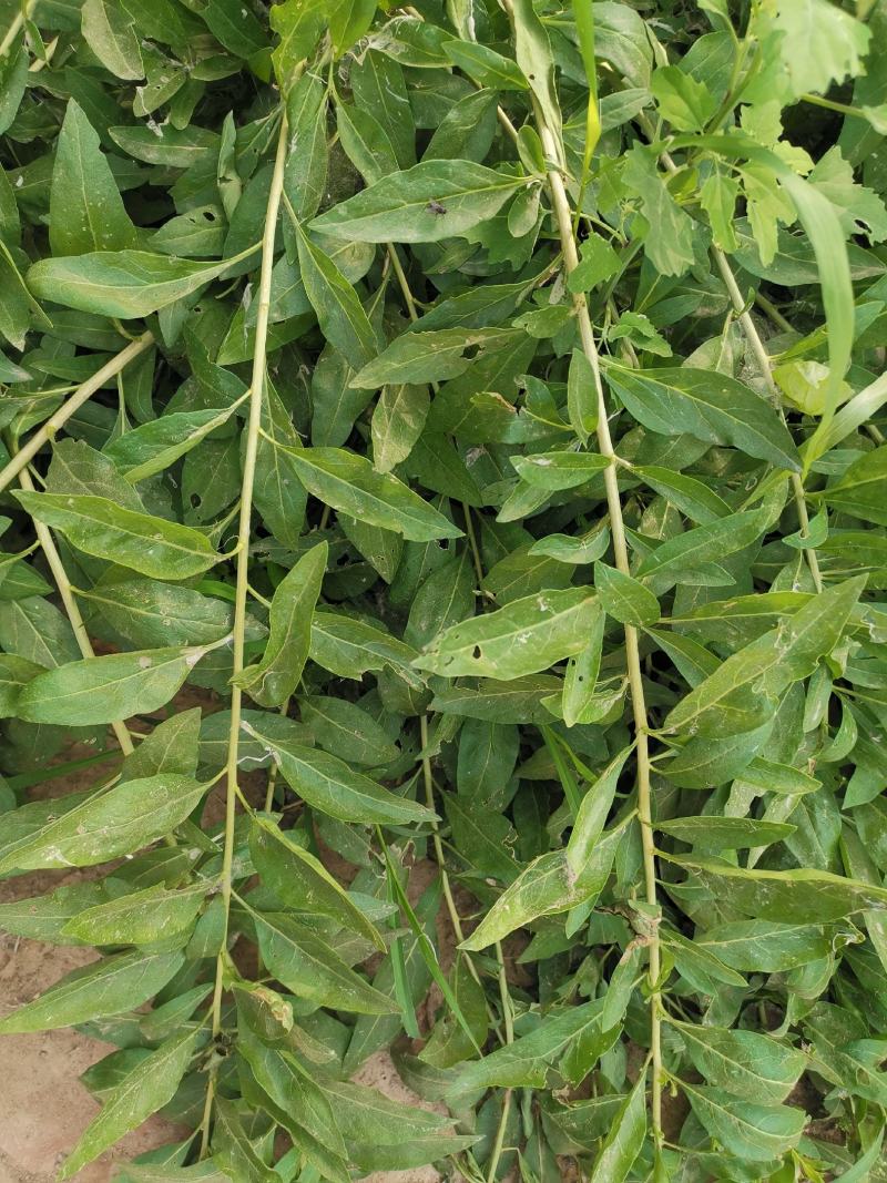 枸杞叶苗大叶食用枸杞苗四季适合南北方种植成活率高