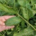枸杞叶苗大叶食用枸杞苗四季适合南北方种植成活率高