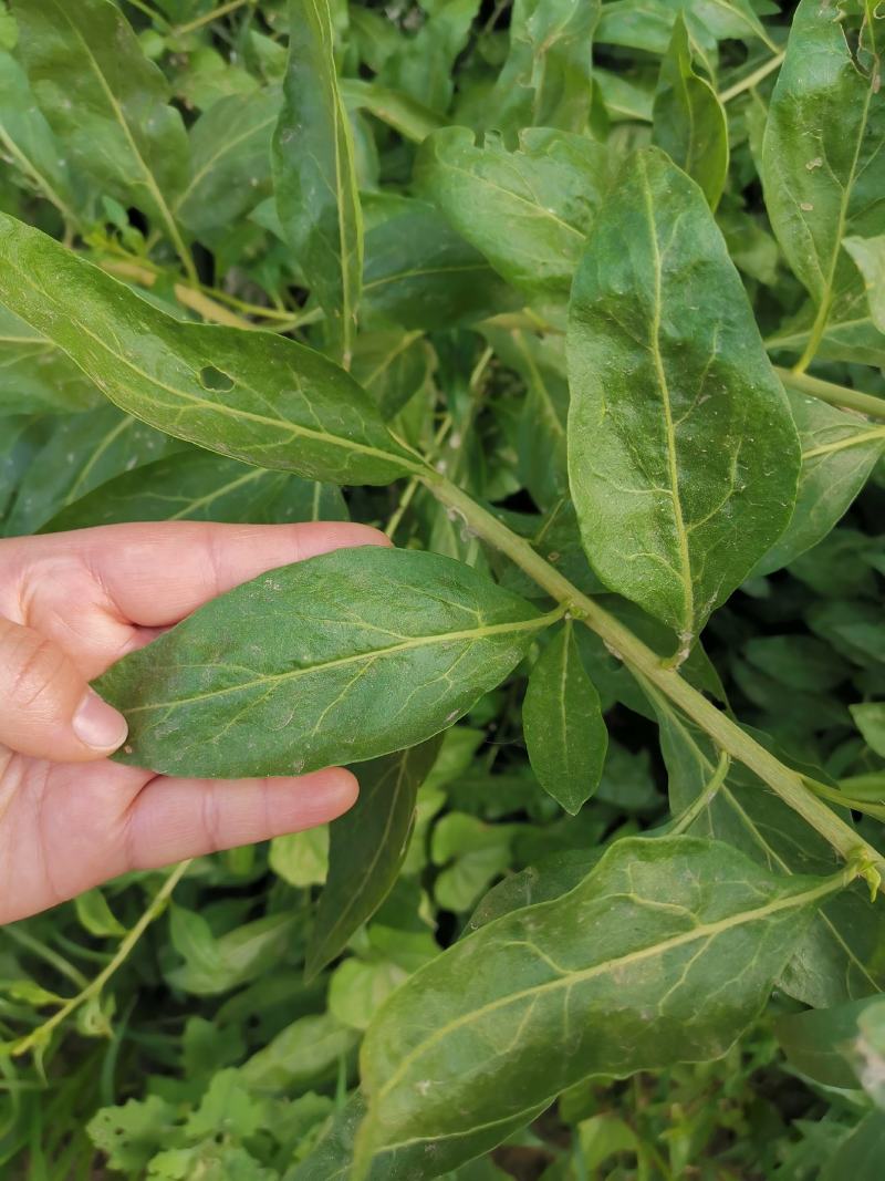 枸杞叶苗大叶食用枸杞苗四季适合南北方种植成活率高