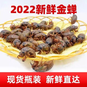 活体速冻金蝉，爬叉，知了猴，支持一件代发