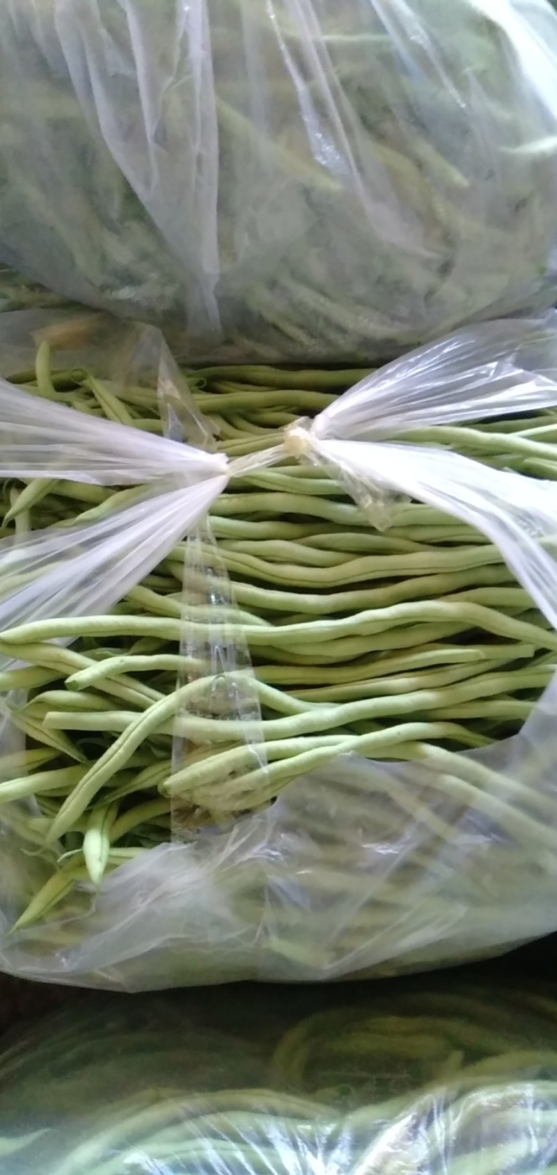 架豆，紫豆大量上市有许要的老板连系